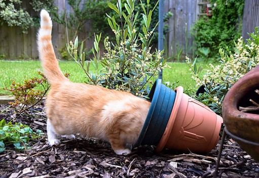 terrasse-chat-plante