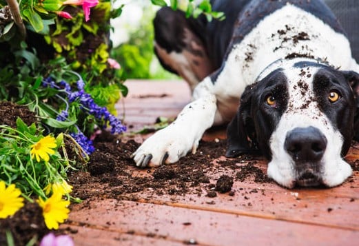 chien-plante-terrasse