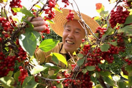 Vieil homme qui récolte des baies de schizandra pour ses bienfaits sur la peau