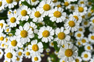 Des fleurs de camomille