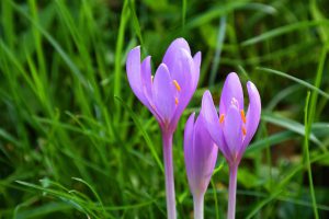 Trois fleurs de colchiques dans un pré