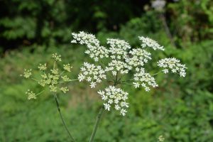 Fleurs de grande cigue mortelle