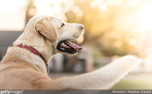 Chien, chat : gros plan sur la zoothérapie