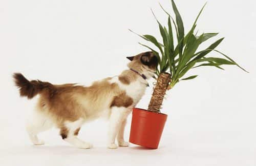 Terrasse : comment choisir des plantes sans danger pour son animal de compagnie