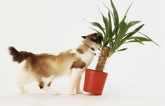 chat-plante-jardin