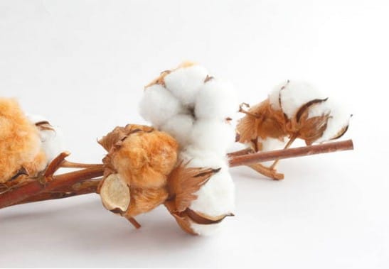 coton-bio-tissu