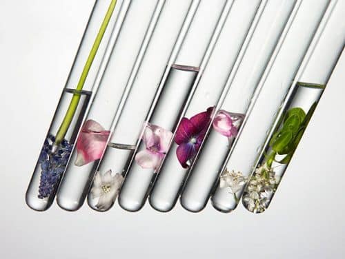 3 ingrédients d’origine naturelle souvent utilisés dans les produits cosmétiques