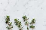 Quand boire une infusion de thym ?