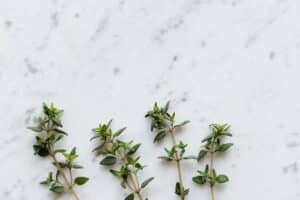 Quand boire une infusion de thym ?